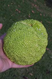 Image result for Maclura