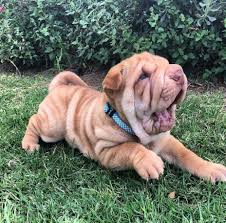 Best Pictures And Photos Ideas About Adorable Chinese Shar Pei Puppies Oldest Dog Breeds Hayvan Fotografciligi Hayvan Kopek