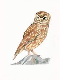 role playing game familiar