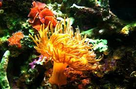 Sea Anemone Description Habitat Image Diet And Interesting Facts