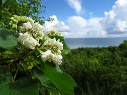 Image result for Dombeya kirkii