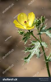 Image result for Argemone