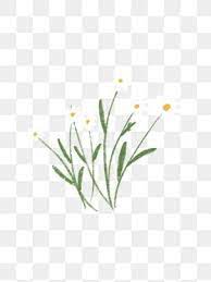 Plant Flower Small White Flower Daisy Flower White Flowers Hand Drawn Plants Png Transparent Clipart Image And Psd File For Free Download Flower Line Drawings Flower Drawing Flower Clipart