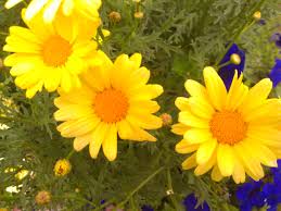 Some deer resistant annual flowers serve up leaves with a bristly texture that delivers a nasty texture to a hungry deer mouth. These Annual Daisies Are Heroic They Take Heat Drought Rain Bloom Till A Hard Frost And Deer Won T Eat Them Deer Resistant Plants Plants Growing Flowers