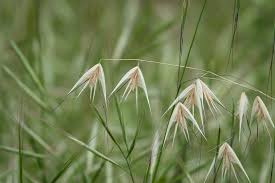 Image result for Grona barbata