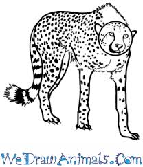 Cheetah drawing easy, how to draw a cheetah for kids & beginners step by step. How To Draw A Realistic Cheetah