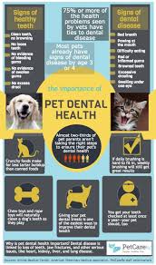 Say No To Dental Disease Brush Your Dogs Teeth Golden Woofs