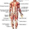 Muscular system anatomy:back region torso muscles model description. 1