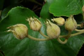 Image result for Rubus iringanus