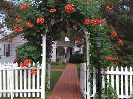 Wooden fence isolated on white. Classic Picket Fence Gate With Trumpet Vine Garden Gates And Fencing Garden Vines Gated Garden