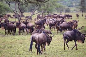 If there's one thing to be said about these fascinating beings, they are likely some of the. Africa 10 Must See Animals On A Safari
