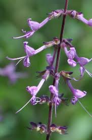 Image result for Syncolostemon
