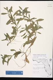 Image result for Hygrophila spiciformis
