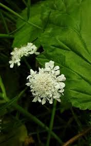 Image result for Oenanthe procumbens