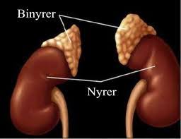Skyldes en økning i nivået av kortisol som følge av overproduksjon i binyrene. Biopat Kropp I Balanse