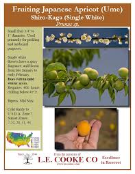 A wide variety of artificial apricot flower options are available to you, such as plastic. Ume Apricots