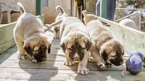 Kangal Dog Price Temperament Life Span Originally the breed served people of anatolia, where the kangal continues to be a popular dog breed in turkey. kangal dog price temperament life span