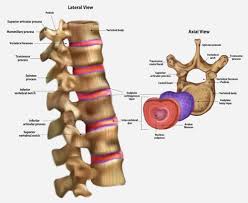 Image result for Lumbar vertebrae