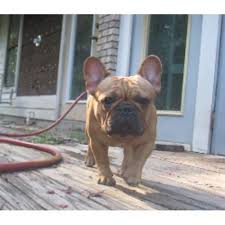 French bulldogs are a good choice for apartment life and need to be guarded against extreme heat and freezing temperatures. Ragtime Bulldogs French Bulldog Breeder In Camden Ohio
