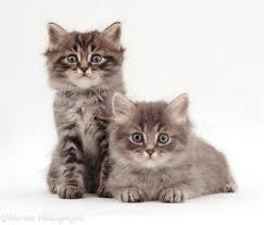 Fluffy male grey tabby kitten for sale, lincolnshire, lincoln, pets, cats. Fluffy Tabby Kittens For Sale Off 78 Www Usushimd Com