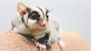 There are 2810 exotic pets for sale on etsy, and they cost £9.58 on average. 5 Weird Exotic Pets You Can Keep Part 1 British Pet Insurance