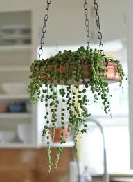 Eschinanto, sedum, pothos, felce, zebrina, scoprile tutte. 8 Idee Su Piante Pendenti Per Vasi Piante Piante Grasse Piante Da Interno