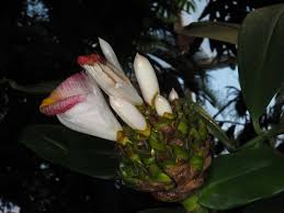 Image result for Costus afer