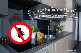 Wenn man sie antippt, ziehen sie die beine,ein und stellen sich tot es gibt keinen raum, in dem sie am meisten auftreten. Schwarze Kafer Im Haus Um Wen Handelt Es Sich Was Tun