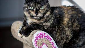 Uc Davis Study Calico Tortoiseshell Female Cats Often Most Challenging The Sacramento Bee