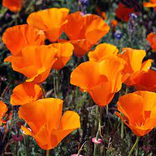 We did not find results for: Green World California Poppy Mix 100 Seeds Amazon In Garden Outdoors