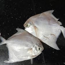 Follow instagram @pintarpet untuk lebih tahu pada daftar pertama, kamu bisa menemukan ikan bawal sebagai ikan air tawar paling banyak ikan patin memiliki bentuk tubuh memanjang, warna putih perak dengan punggung sedikit kebiruan. Jual Ikan Bawal Putih Baby Mini Jakarta Utara Berkat Dua Ikan Seafood Tokopedia