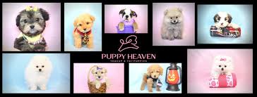 Browse thru our id verified puppy for sale listings to find your perfect puppy in your area. Puppies In Las Vegas Home Facebook