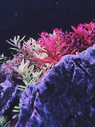 Image result for Syngonanthus robinsonii