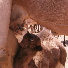 Mcdonald points out that, the older you get, the more likely you are to find yourself in the in terms of pros, getting pregnant in your early 30s allows women a significant amount of time to enjoy. What Is The Earliest Age A Male Bactrian Camel Can Be Effectively Used As Herd Stud