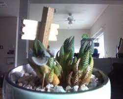 The plant is a few years old and recently the bottom leaves are turning yellow and eventually fall off. Ask The Horticulturist Archives