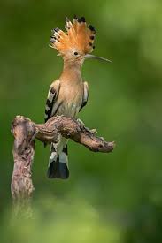 Fantastico Vogel Als Haustiere Majestatische Tiere Vogel Im Garten