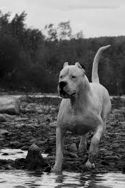 Dogo Argentino Buyuk Kopekler Kopek Turleri Ev Kopekleri