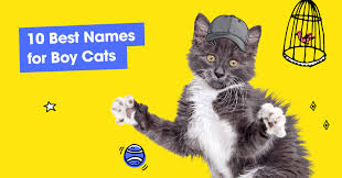 Funcatnames.com offers many unique cat names to choose from when naming your own cat. 130 Furbulous Cat Names As Unique As Your New Kitty Pumpkin Pet Care