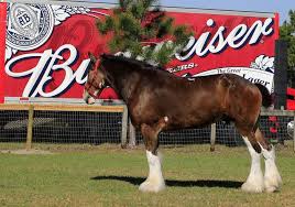 PHOTOS: Daytona Bike Week Clydesdales arrive