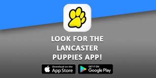 Dog farming is a large part of the economy for many amish communities. Puppies For Sale Lancaster Puppies
