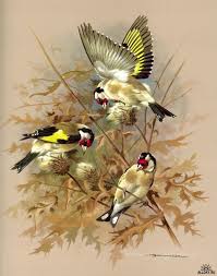101255 Eb42a 35342088 M750x740 U4af99 Jpg 583 740 Pinturas De Passaros Desenhos De Aves Passaro De Aquarela