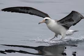 02 as a diurnal animal, albatross is active during the day. Albatrosse Wikipedia