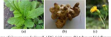 Image result for Gynura pseudochina