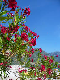 To The Beach And Blue Lagoon Olu Deniz Turkey Photo Credit Gina Colella Turkey Travel Blue Lagoon Photo