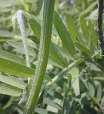 Image result for Vicia villosa