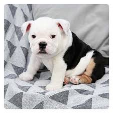 Hand raised miniature english bulldog puppies for sale to approved homes at times. English Bulldog Australian German Shepherd Puppies For Sale In Usa Amity Puppies