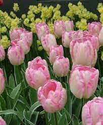 Stunning Spring Pink Tulips Garden Https Gardenmagz Com Spring Pink Tulips Garden Tulips Flowers Tulips Bulb Flowers
