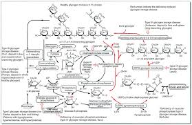 The carbohydrate world can be very confusing. Glycogen An Overview Sciencedirect Topics