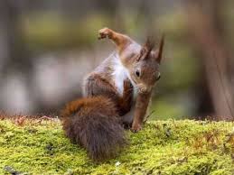 Love Animals On Lustige Tierfotos Lustige Wildtiere Tiere