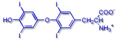 Image result for Thyroxine